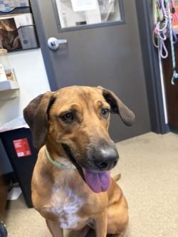 Ladybird, a ADOPTABLE Coonhound in Hamilton, MT image 3/3