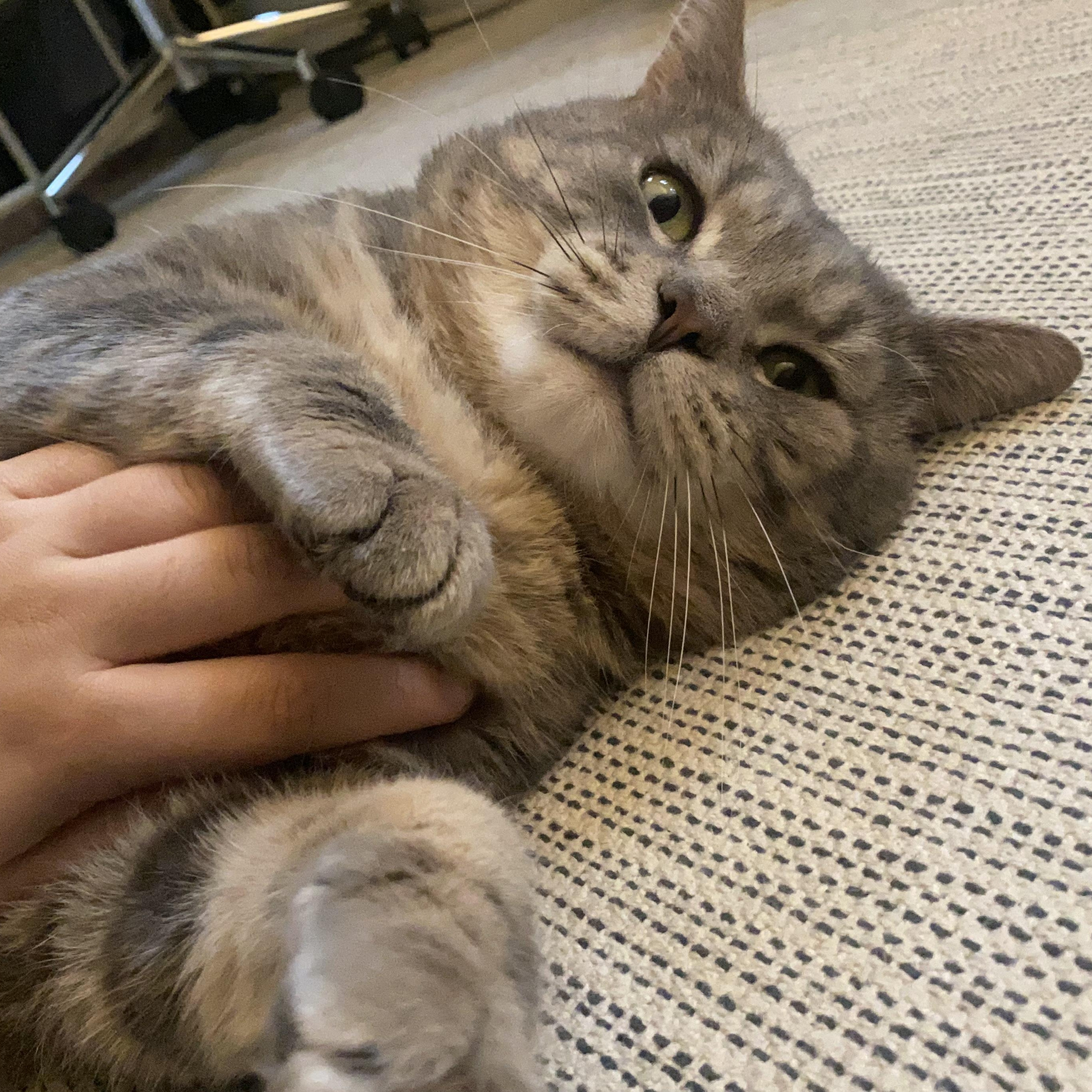 Sammy, ADOPTABLE, Young Male Tabby.