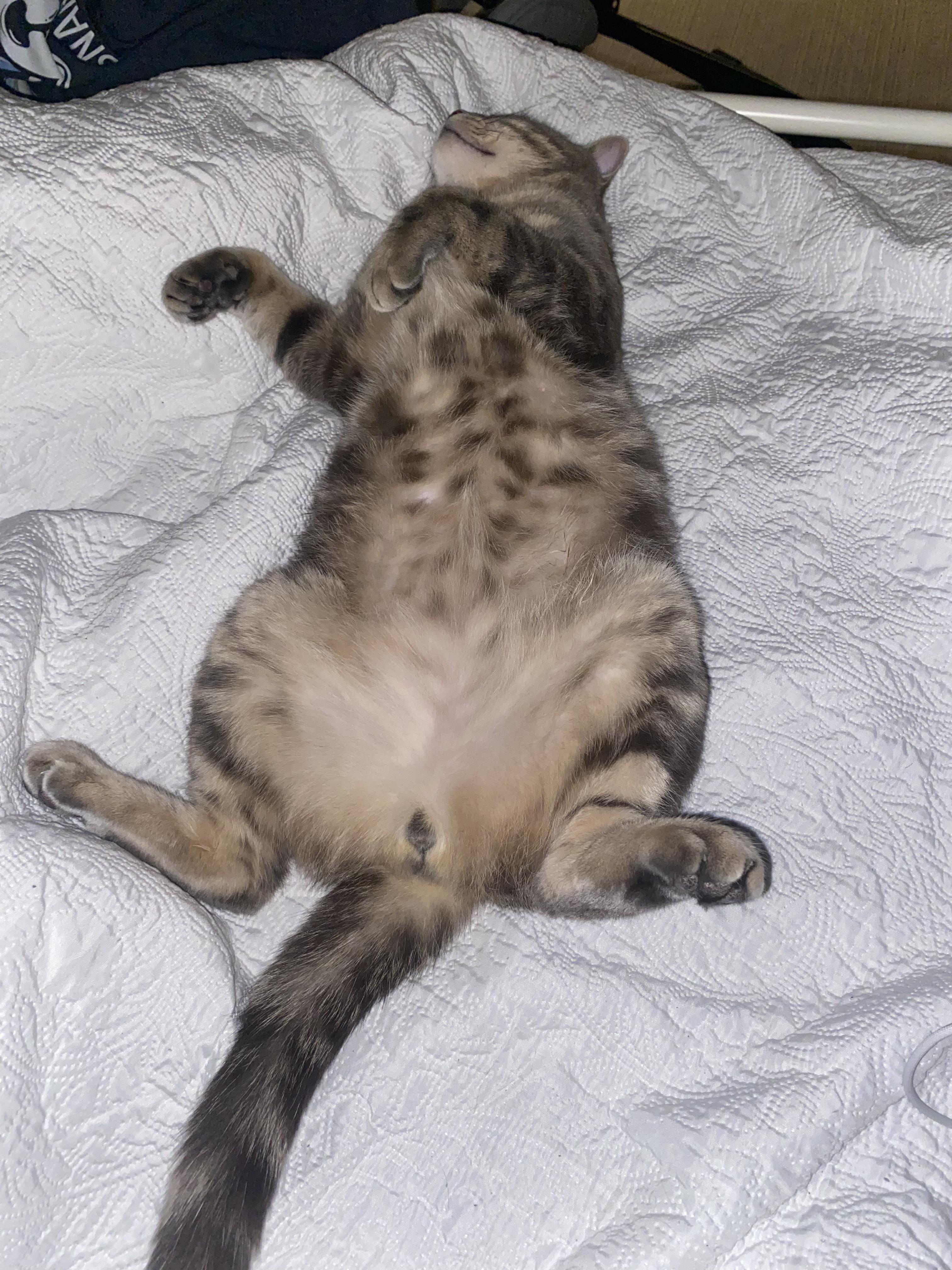 Enlarge Sammy, a ADOPTABLE Tabby in Medford, MA image 4/6