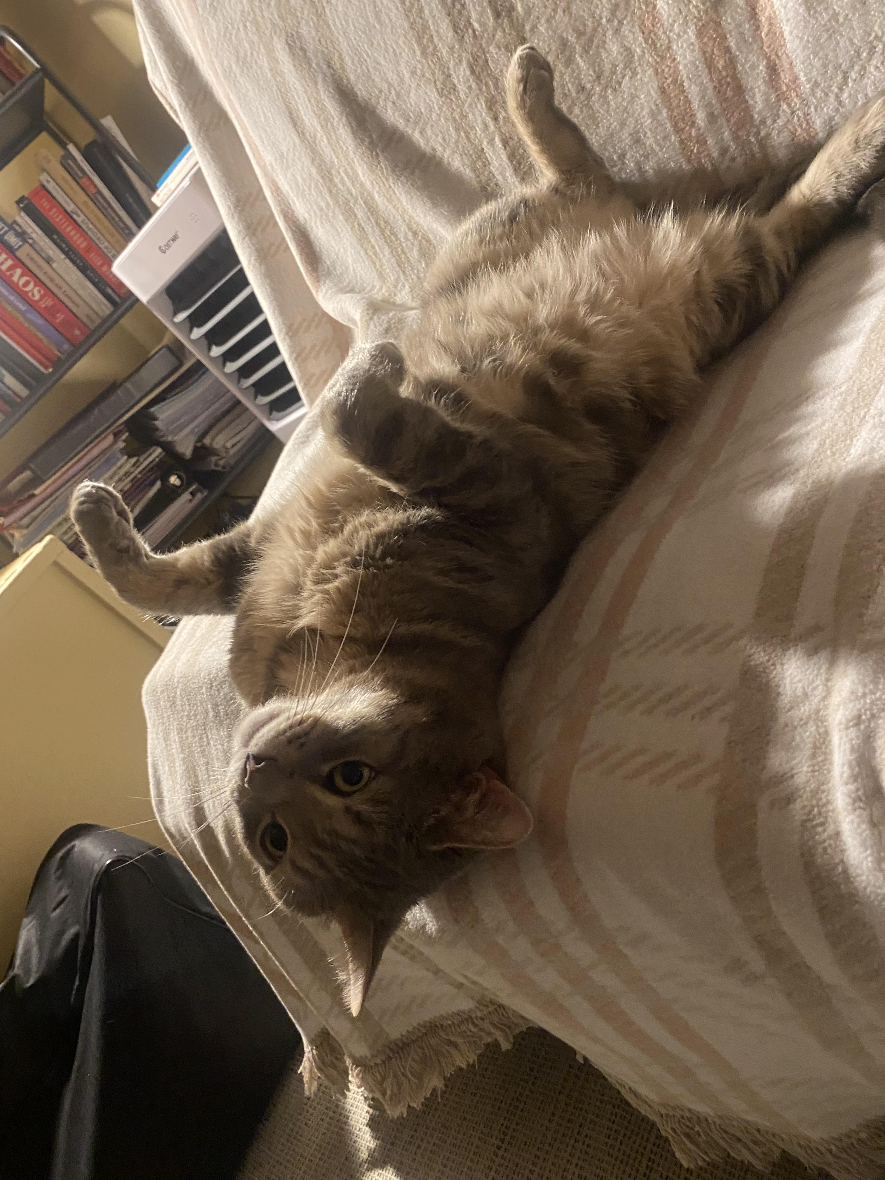Enlarge Sammy, a ADOPTABLE Tabby in Medford, MA image 2/6