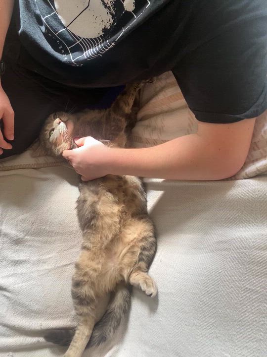 Enlarge Sammy, a ADOPTABLE Tabby in Medford, MA video 5/6