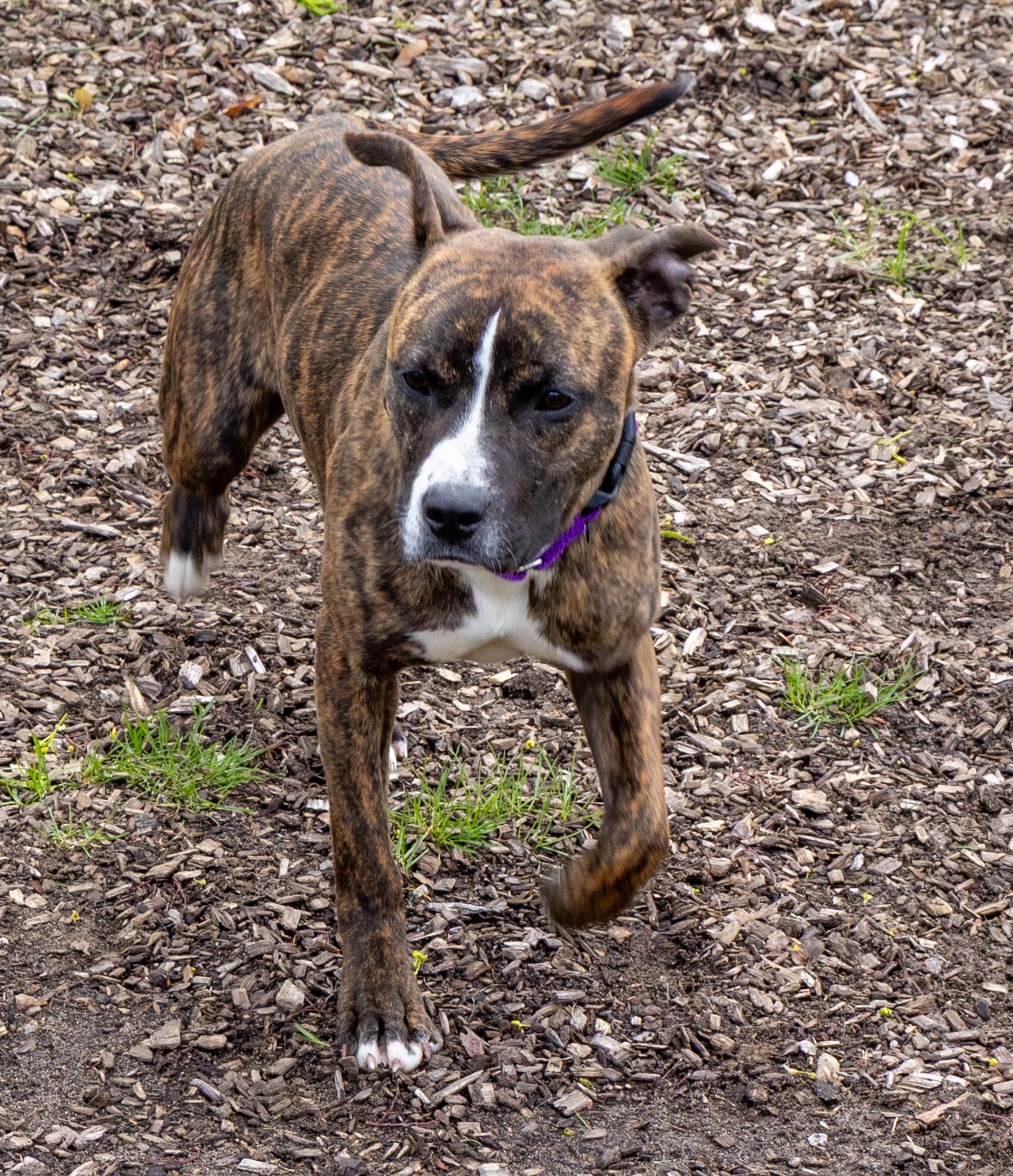 Enlarge Polly, a ADOPTABLE Mixed Breed in Mount Pleasant, MI image 2/2