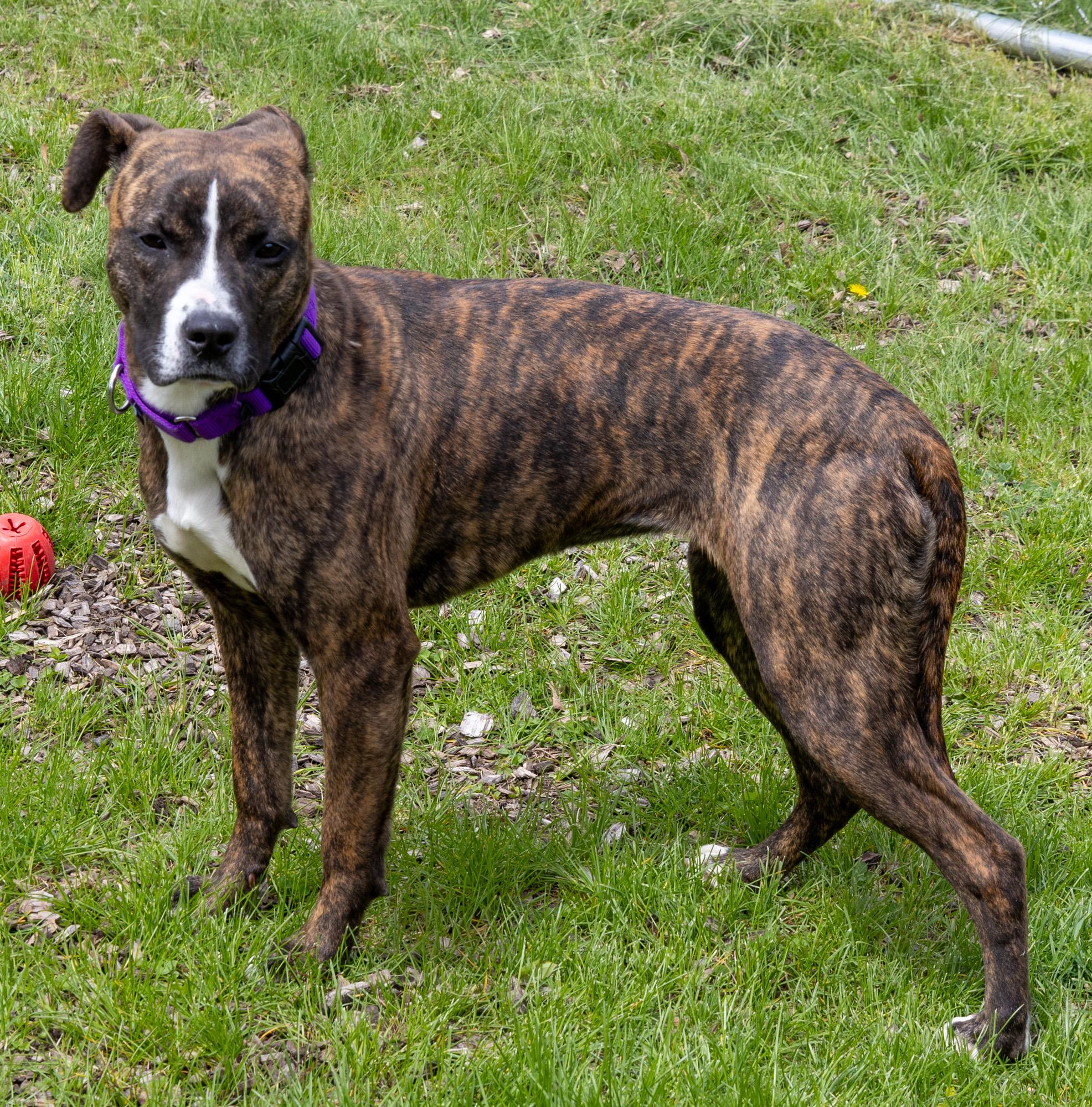 Polly, ADOPTABLE, Young Female Mixed Breed.