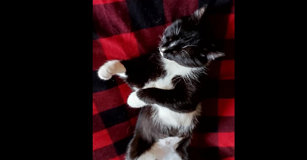 Carolyn's Sheila aka She-She, a Adoptable Domestic Short Hair in Los Lunas, NM image 1/3