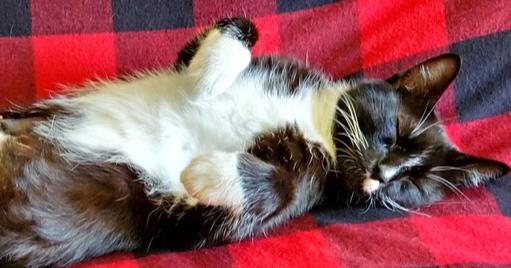 Carolyn's Sheila aka She-She, a Adoptable Domestic Short Hair in Los Lunas, NM image 2/3