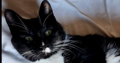 Carolyn's Sheila aka She-She, a Adoptable Domestic Short Hair in Los Lunas, NM image 3/3