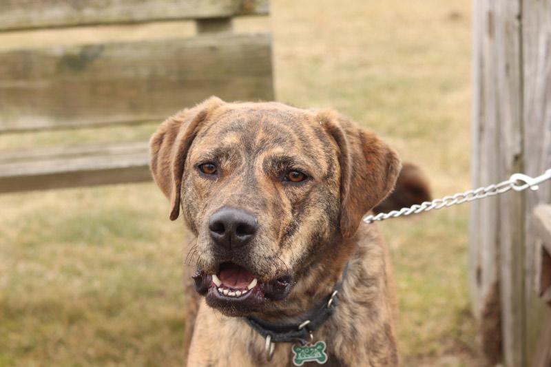 Enlarge Conrad, an adopted Mixed Breed in Ionia, MI image 1/2