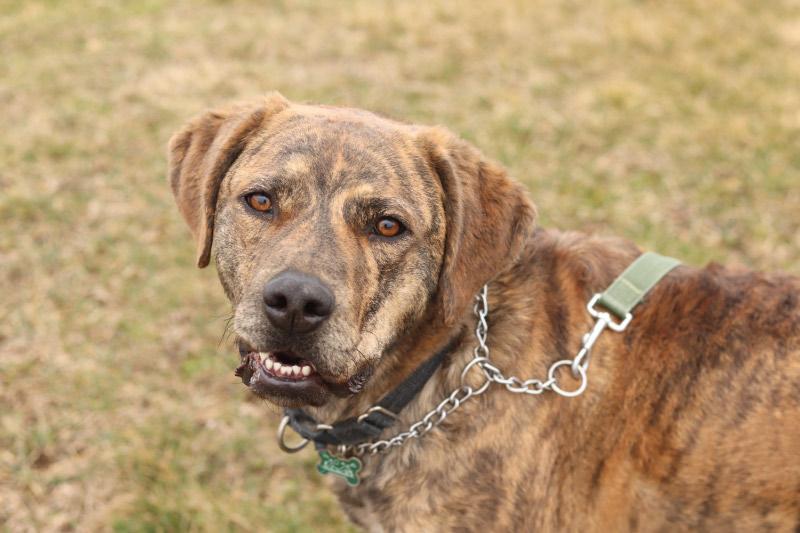 Enlarge Conrad, an adopted Mixed Breed in Ionia, MI image 2/2