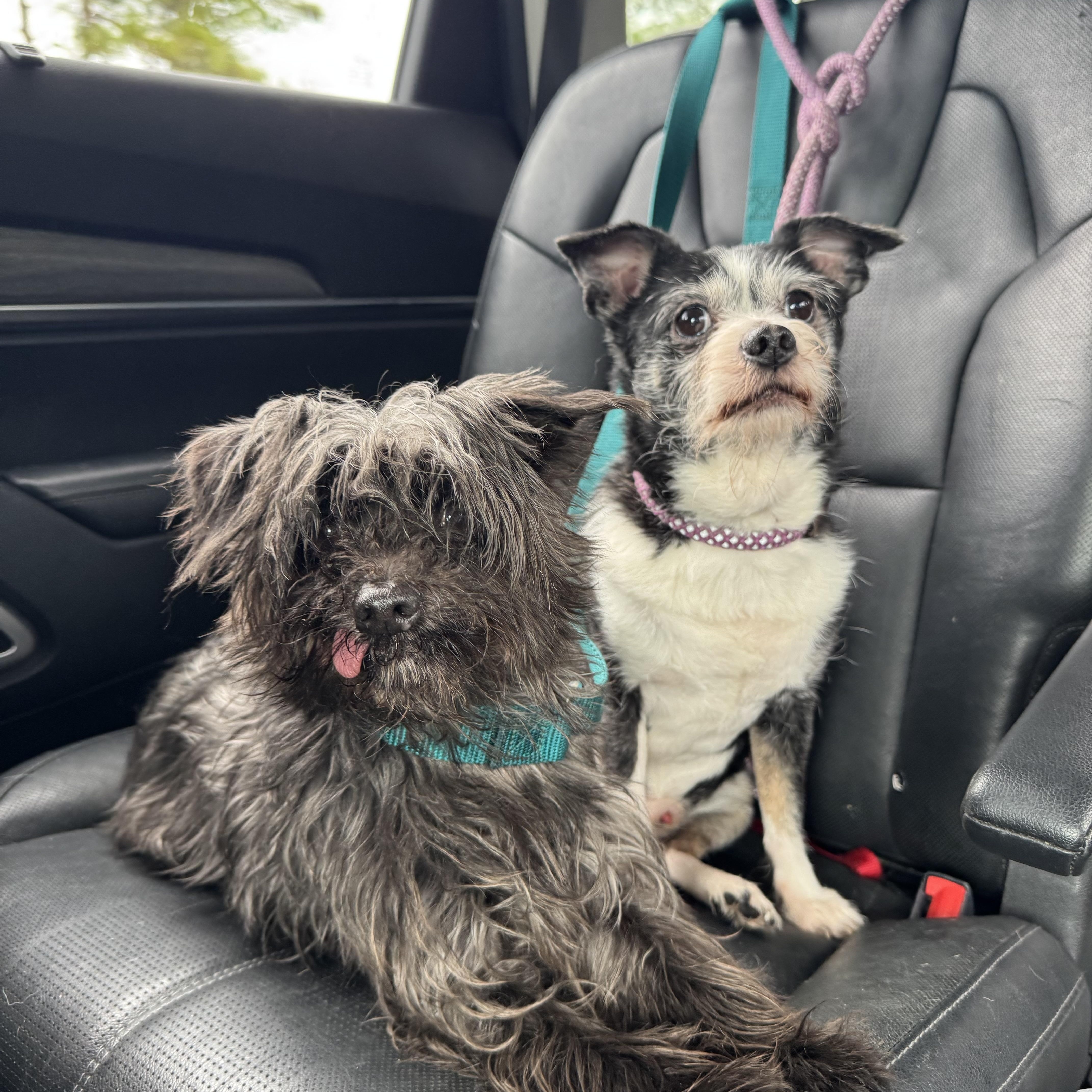 Tucker and Nico, ADOPTABLE, Senior Male Yorkshire Terrier.