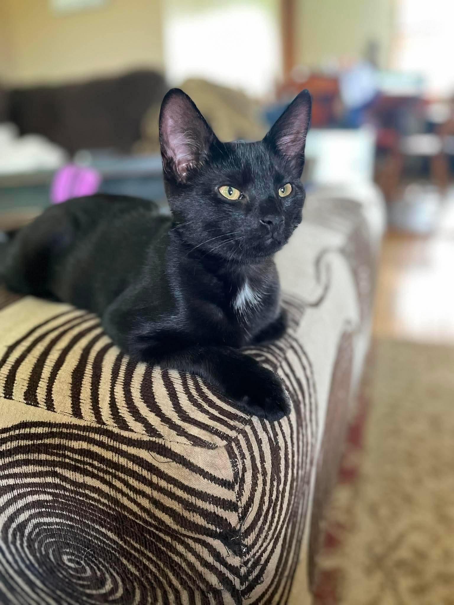 Cobweb, Adoptable, Kitten Male Domestic Short Hair.