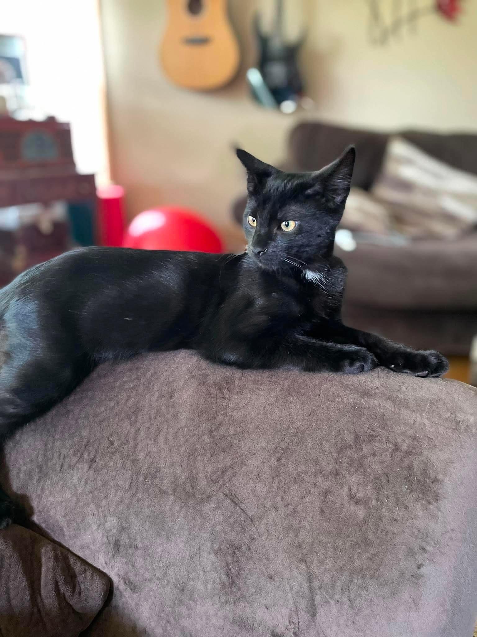 Enlarge Cobweb, a Adoptable Domestic Short Hair in Hartville, OH image 3/3