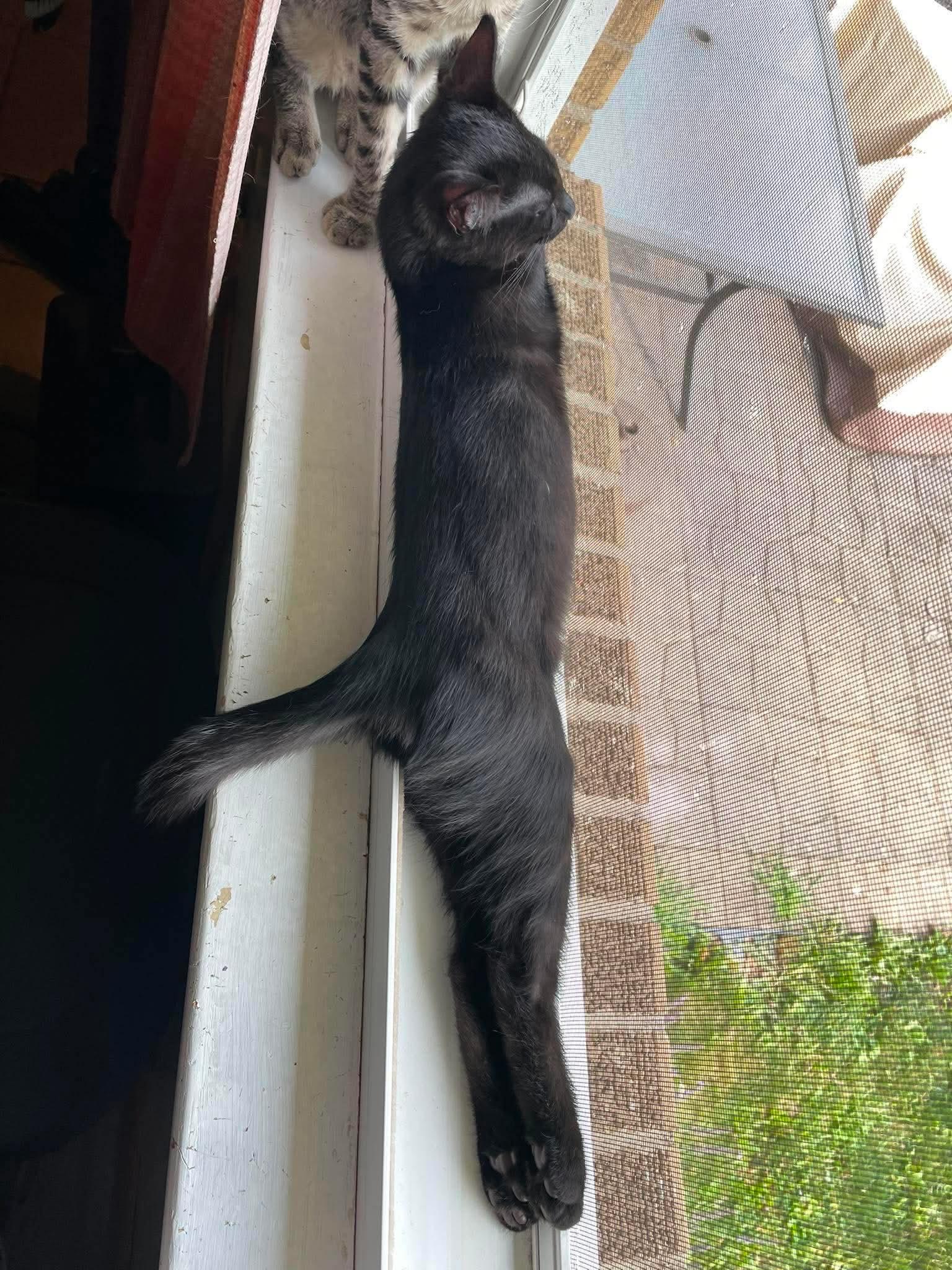 Enlarge Cobweb, a Adoptable Domestic Short Hair in Hartville, OH image 2/3