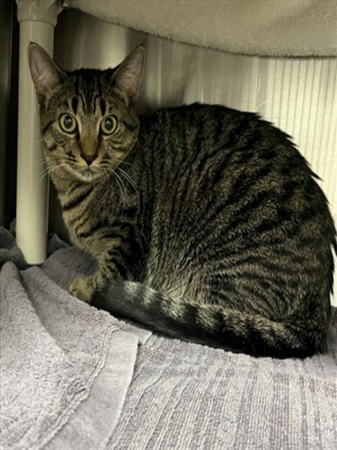 NYLA, Adoptable, Young Female Domestic Short Hair.