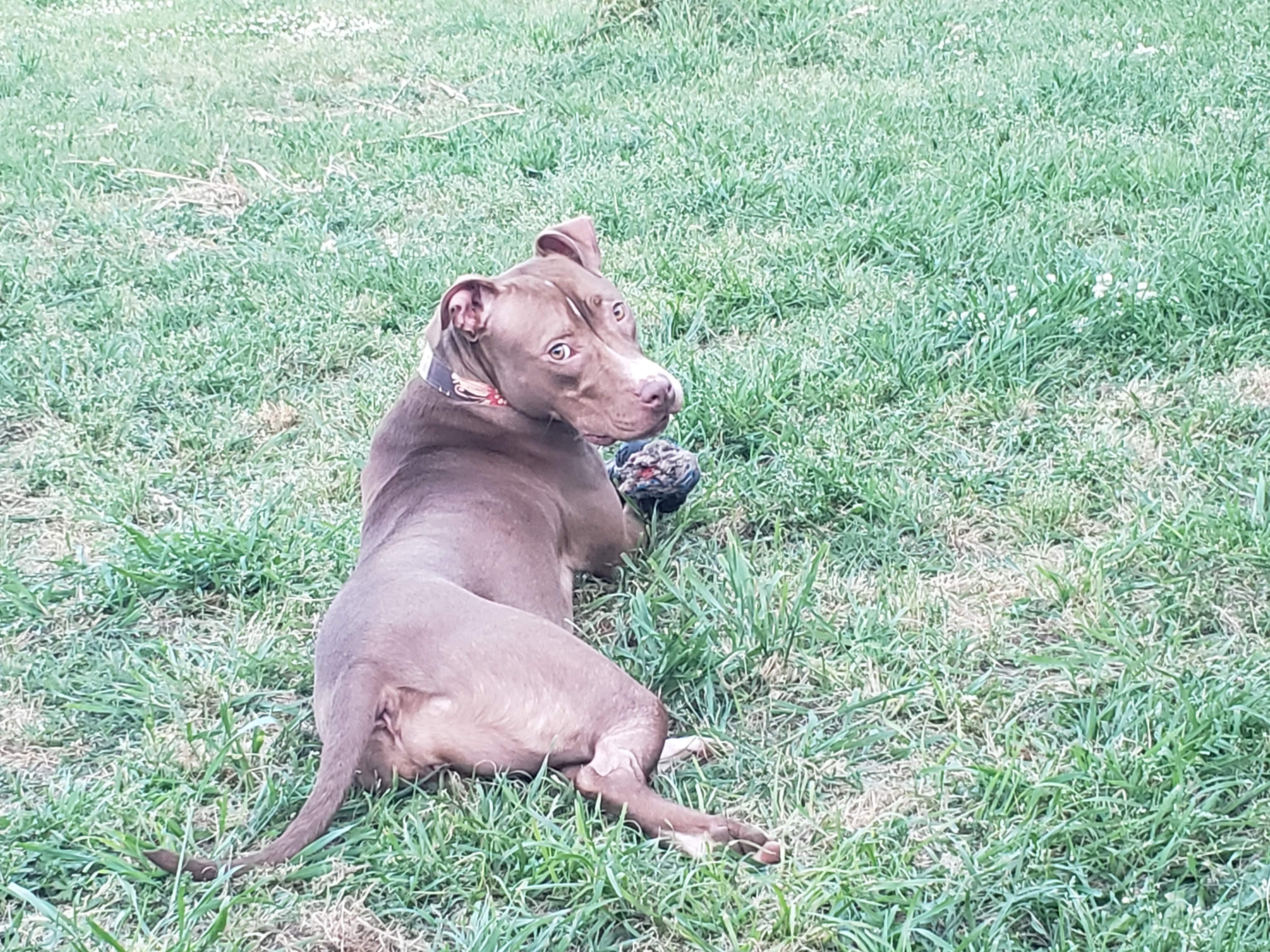 Brown sugar, Adoptable, Adult Female Terrier.