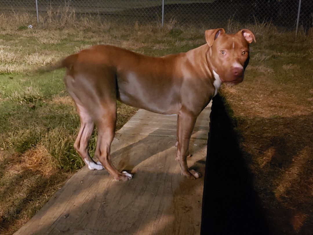 Brown sugar, a Adoptable mixed breed in Centerville, GA image 2/4