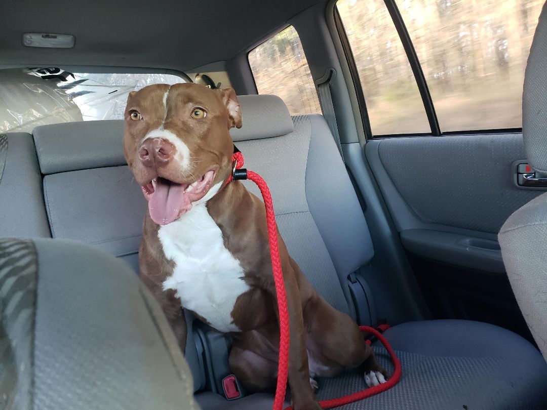 Brown sugar, Adoptable, Adult Female Terrier.