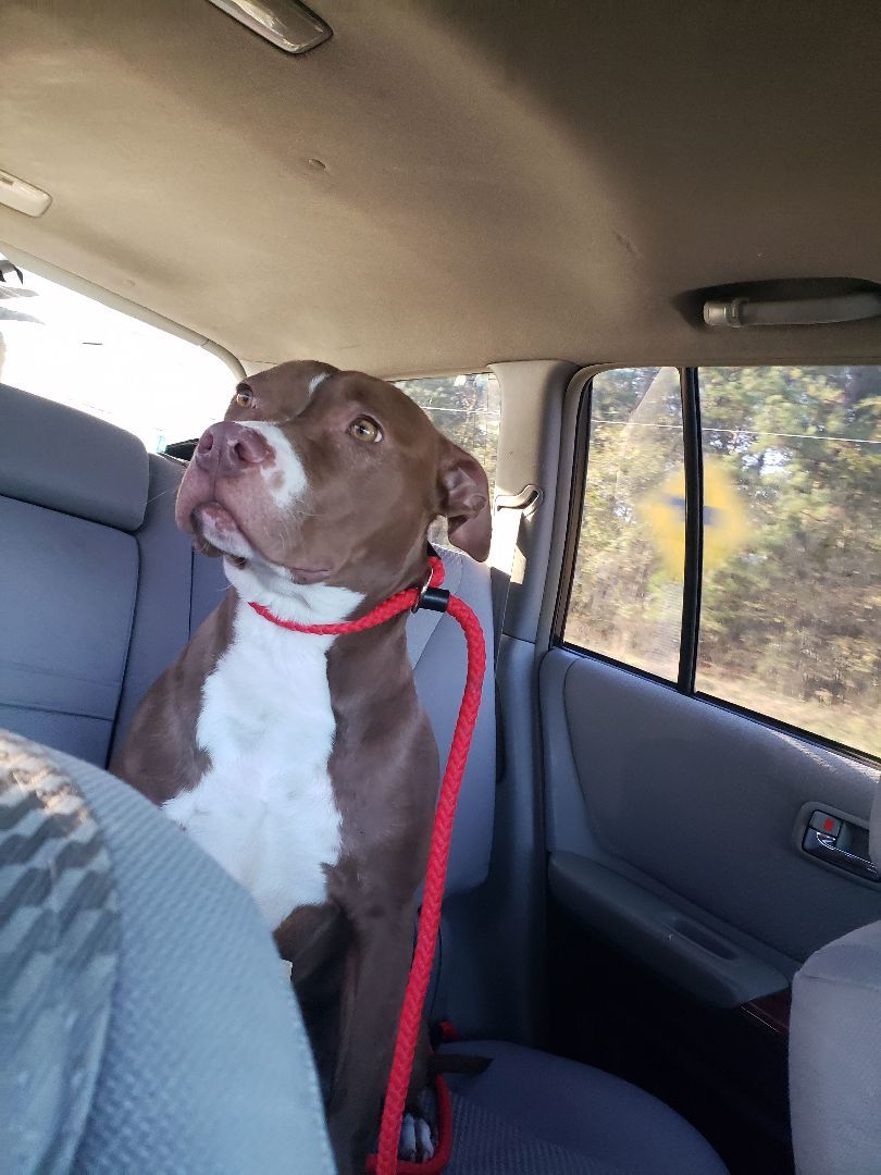 Brown sugar, a Adoptable mixed breed in Centerville, GA image 4/4