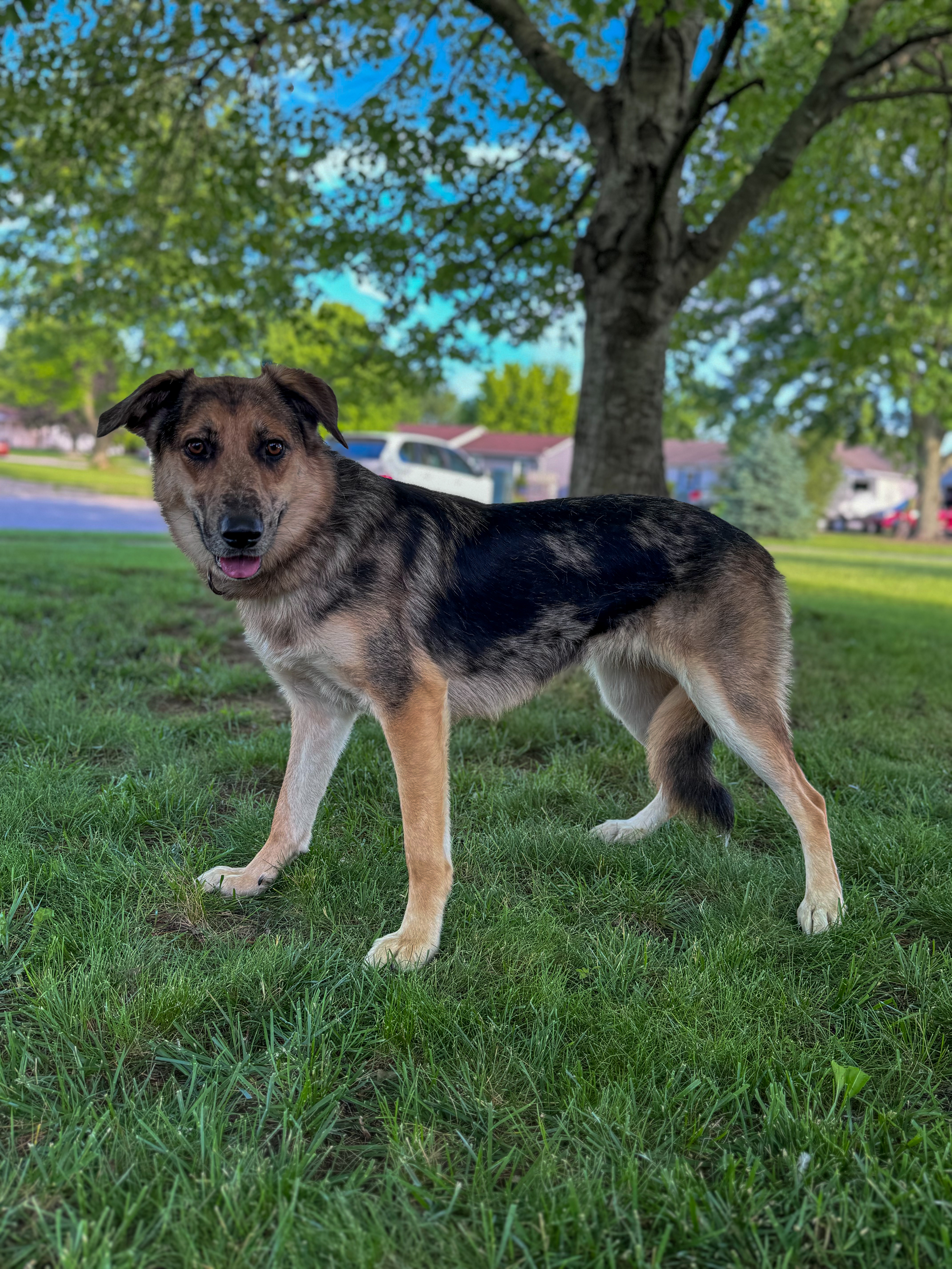 Shelby, an adoptable German Shepherd Dog, Collie in Indianapolis, IN, 46241 | Photo Image 4