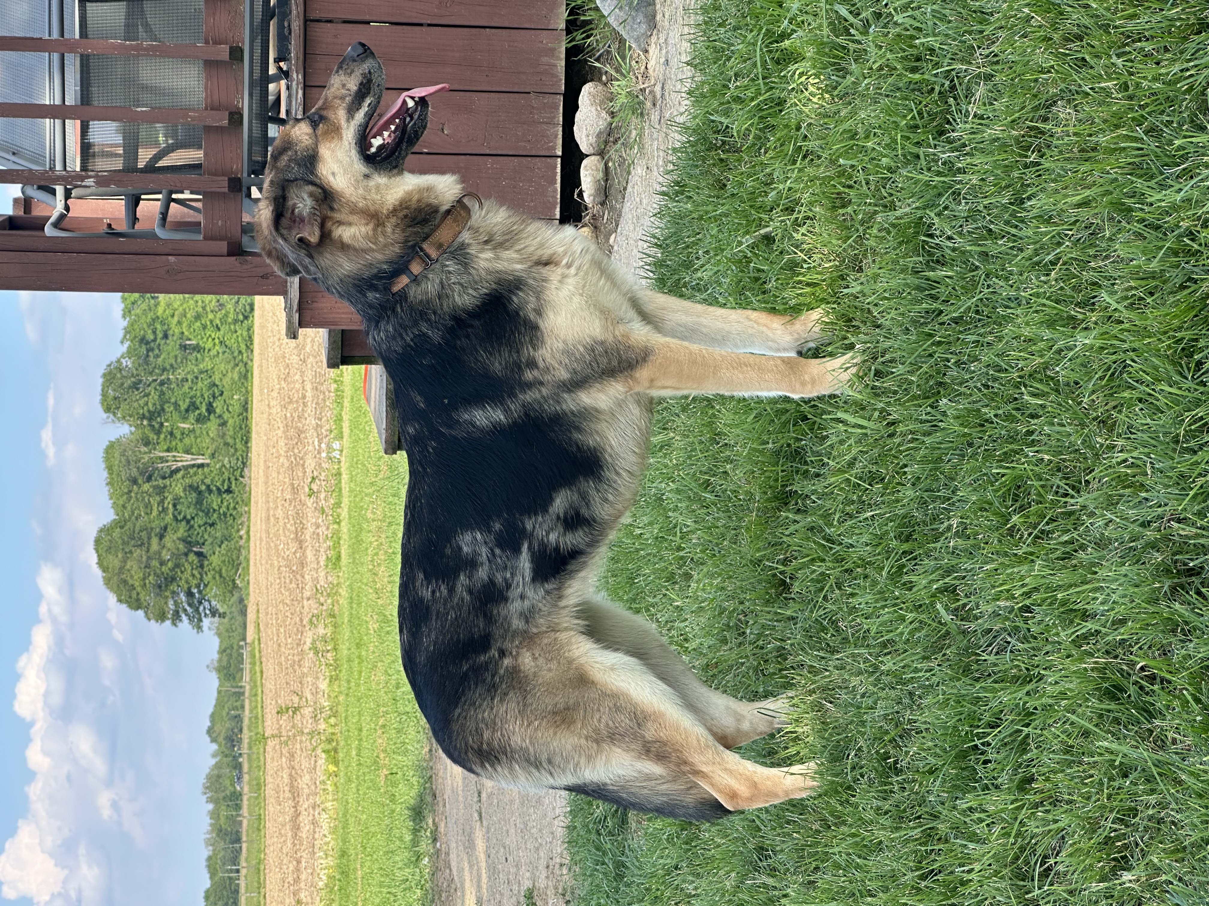 Shelby, an adoptable German Shepherd Dog, Collie in Indianapolis, IN, 46241 | Photo Image 3