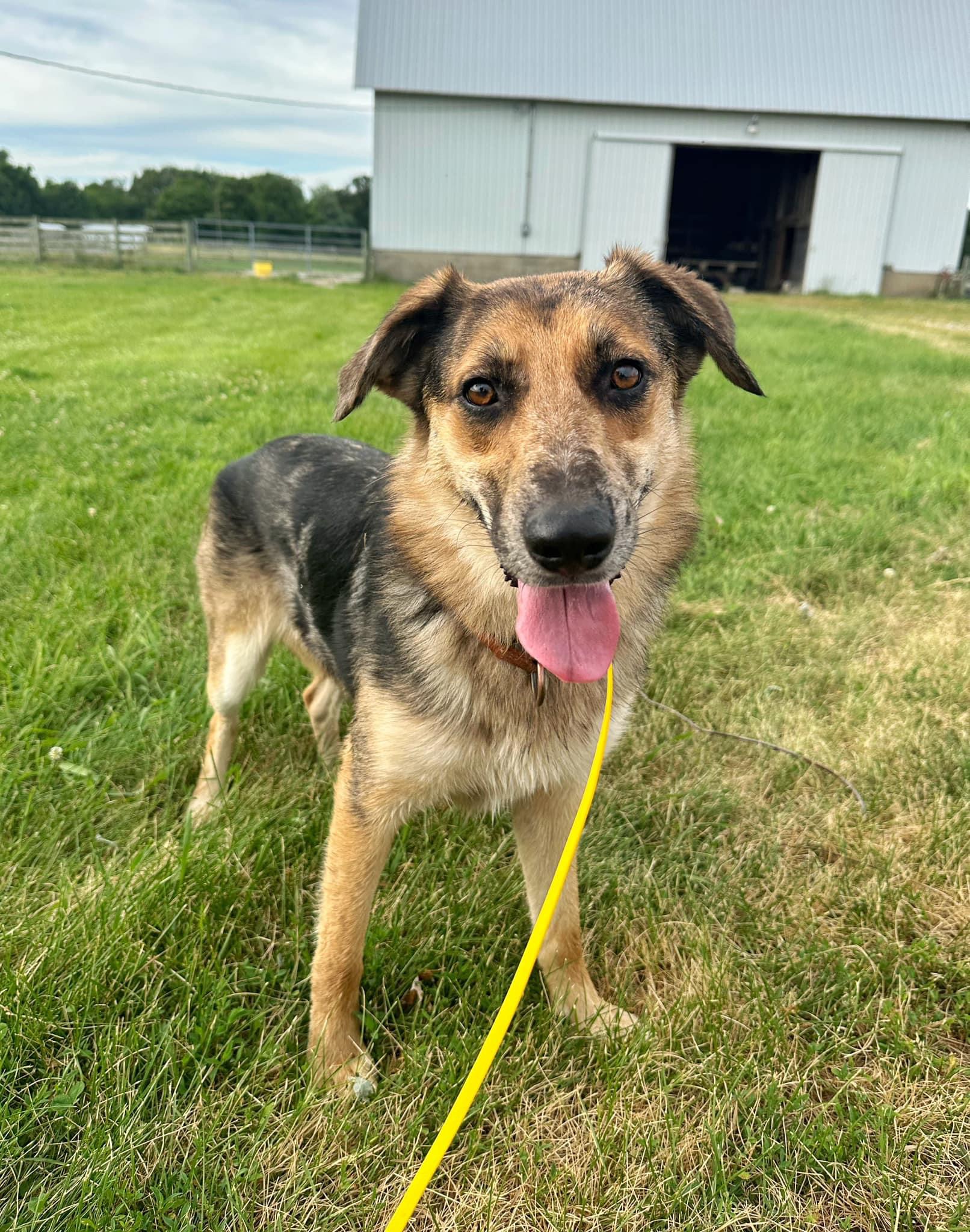 Shelby, an adoptable German Shepherd Dog, Collie in Indianapolis, IN, 46241 | Photo Image 1