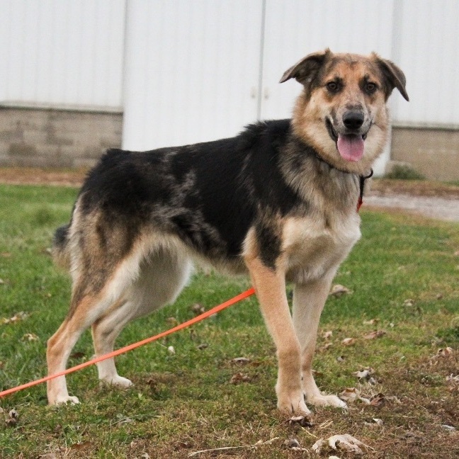 Shelby, an adoptable German Shepherd Dog, Collie in Indianapolis, IN, 46241 | Photo Image 2