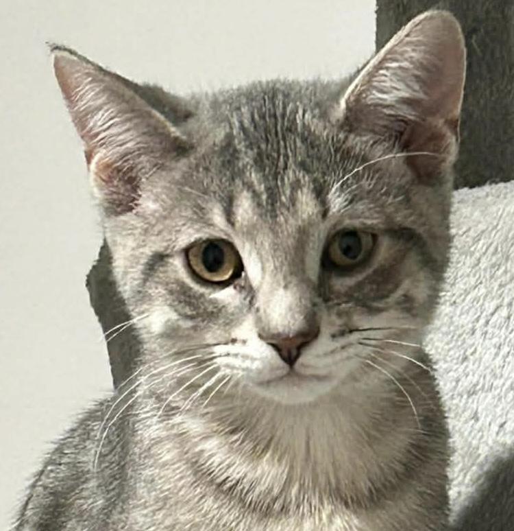 Monica, Adoptable, Young Female Domestic Short Hair.