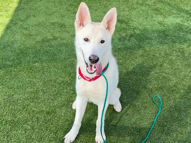 Enlarge REED, a Adoptable Siberian Husky in Tustin, CA image 1/1
