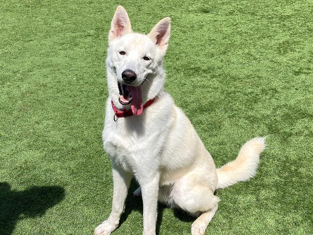 REED, Adoptable, Young Male Siberian Husky.