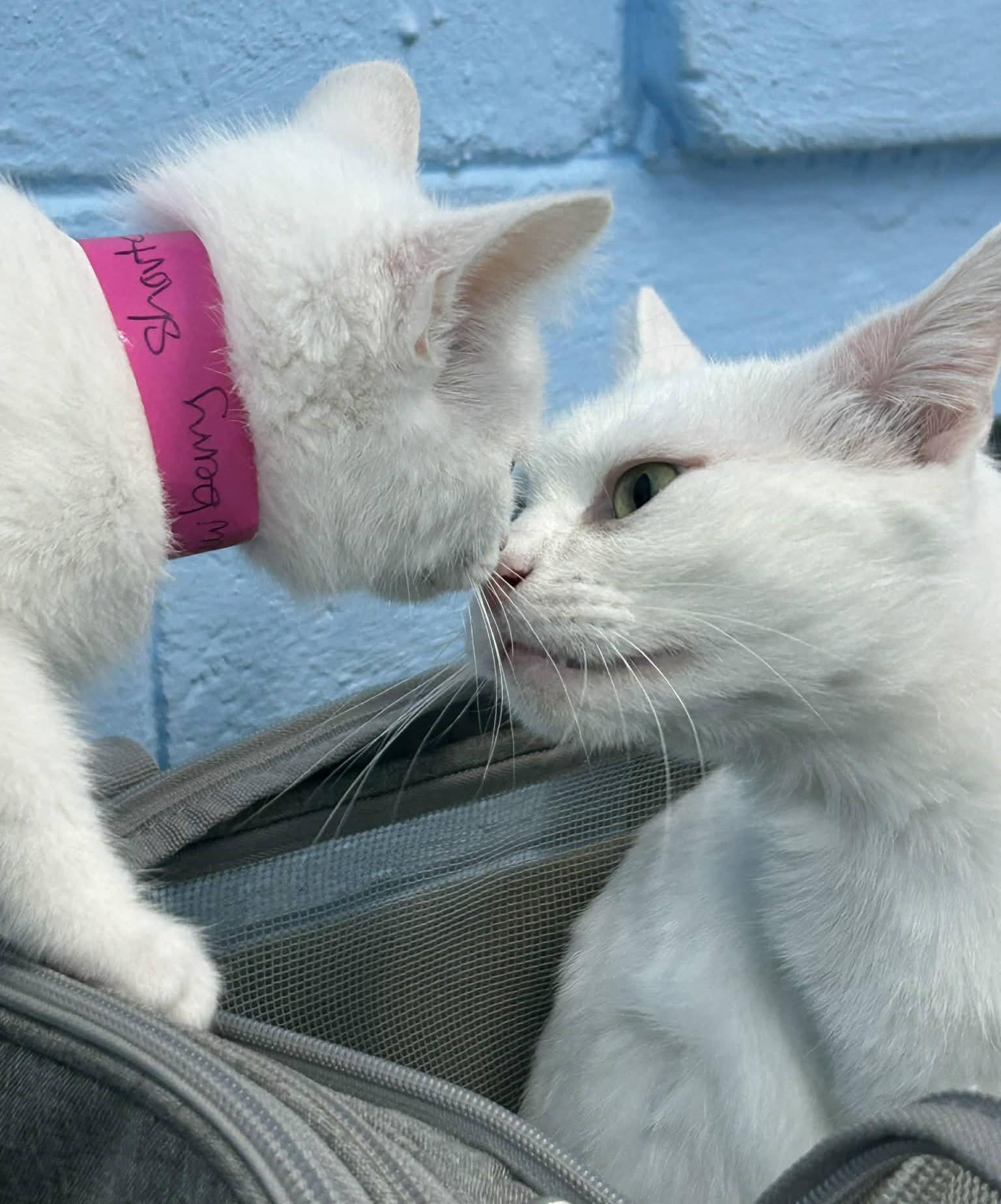 Strawberry Shortcake