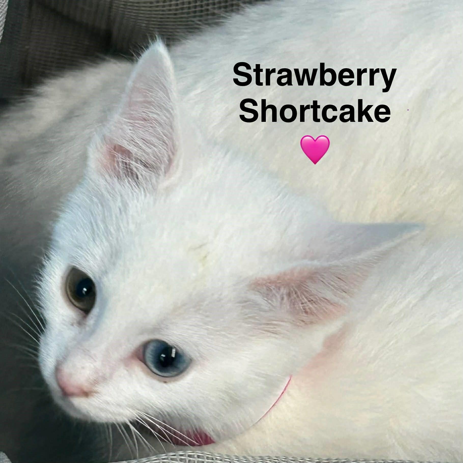Strawberry Shortcake