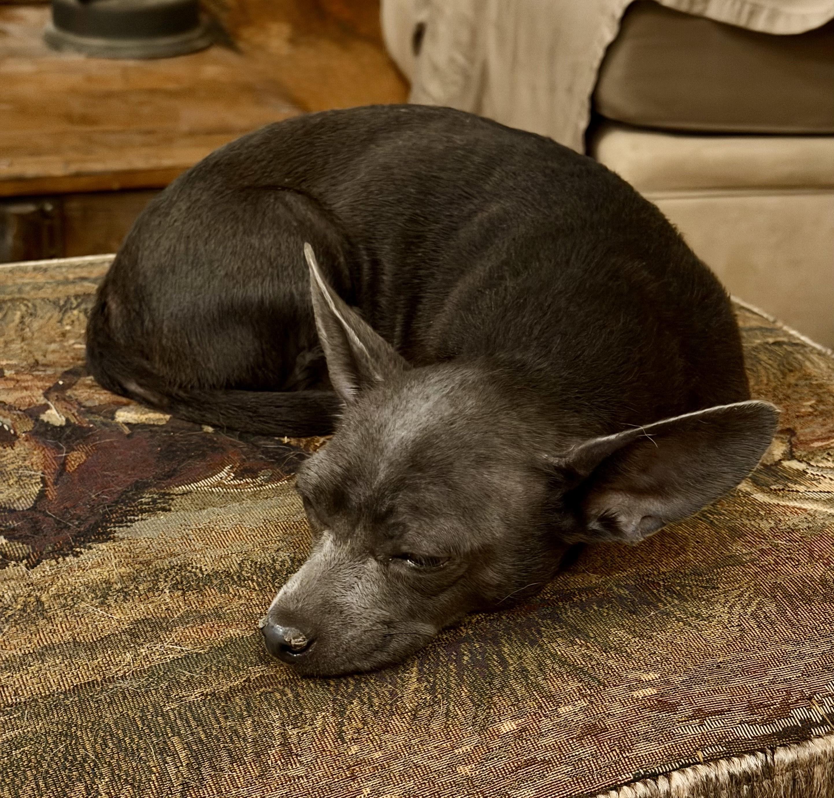 Enlarge Nellie, a Adoptable mixed breed in MORAVIAN FALLS, NC image 4/5