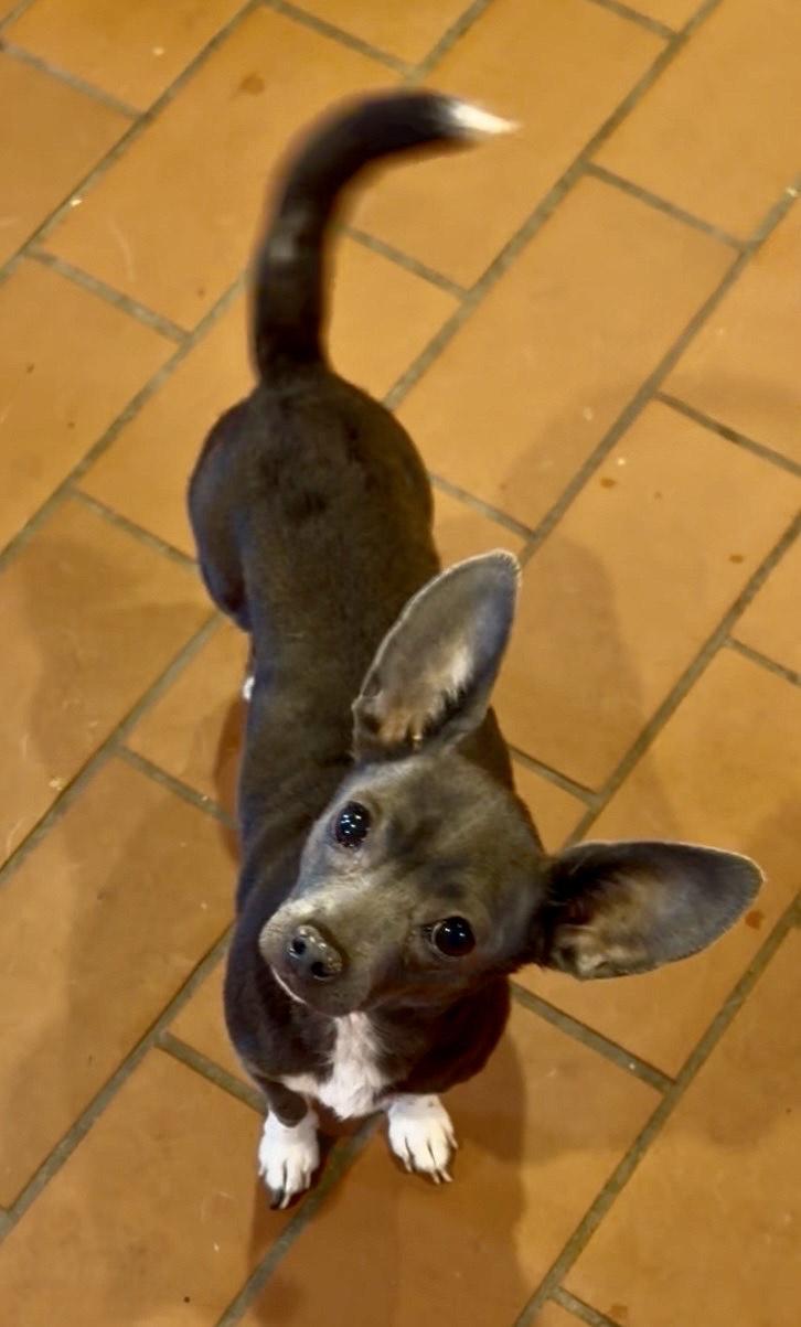 Enlarge Nellie, a Adoptable mixed breed in MORAVIAN FALLS, NC image 2/5