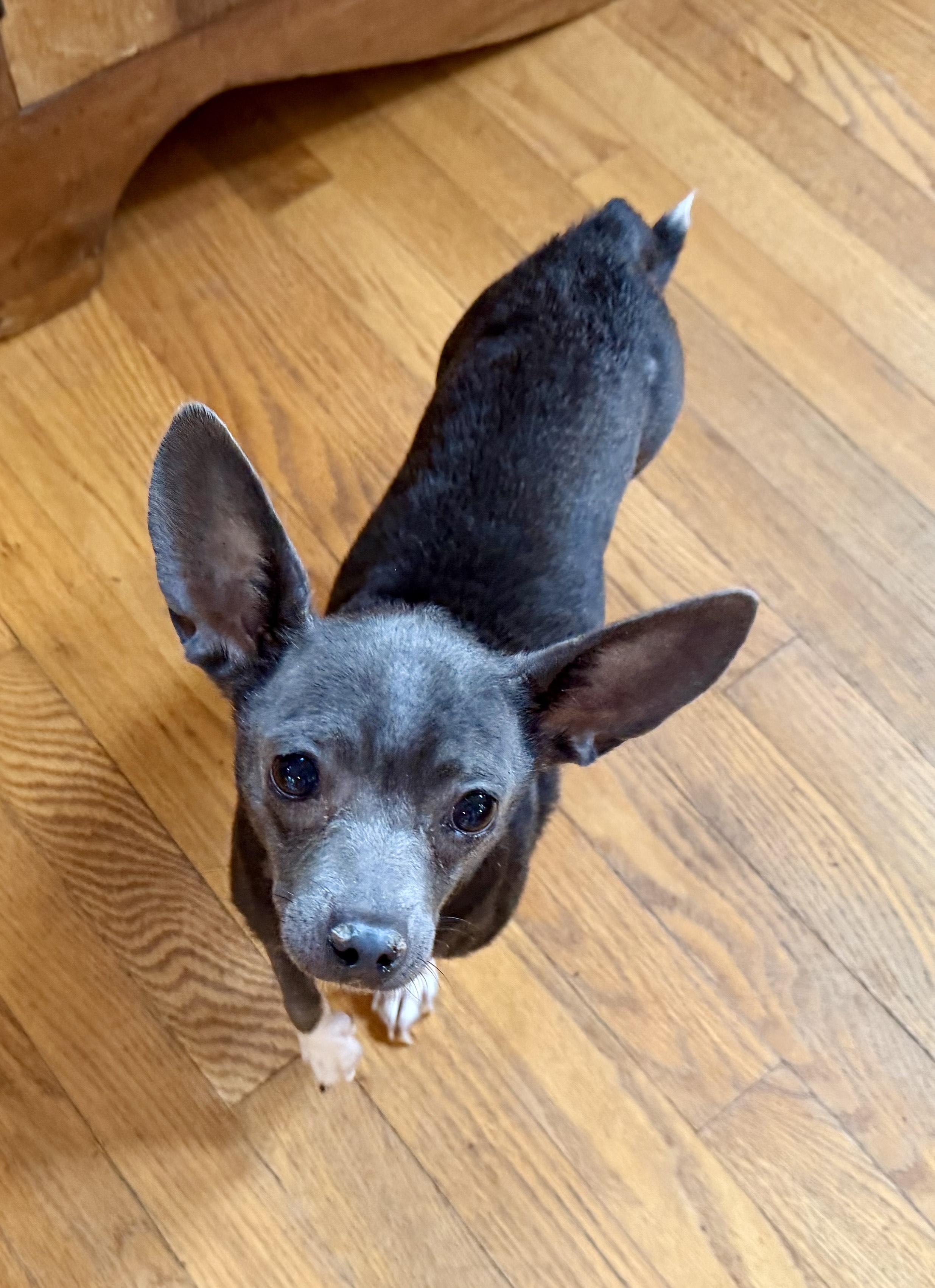Nellie, Adoptable, Adult Female Chihuahua.