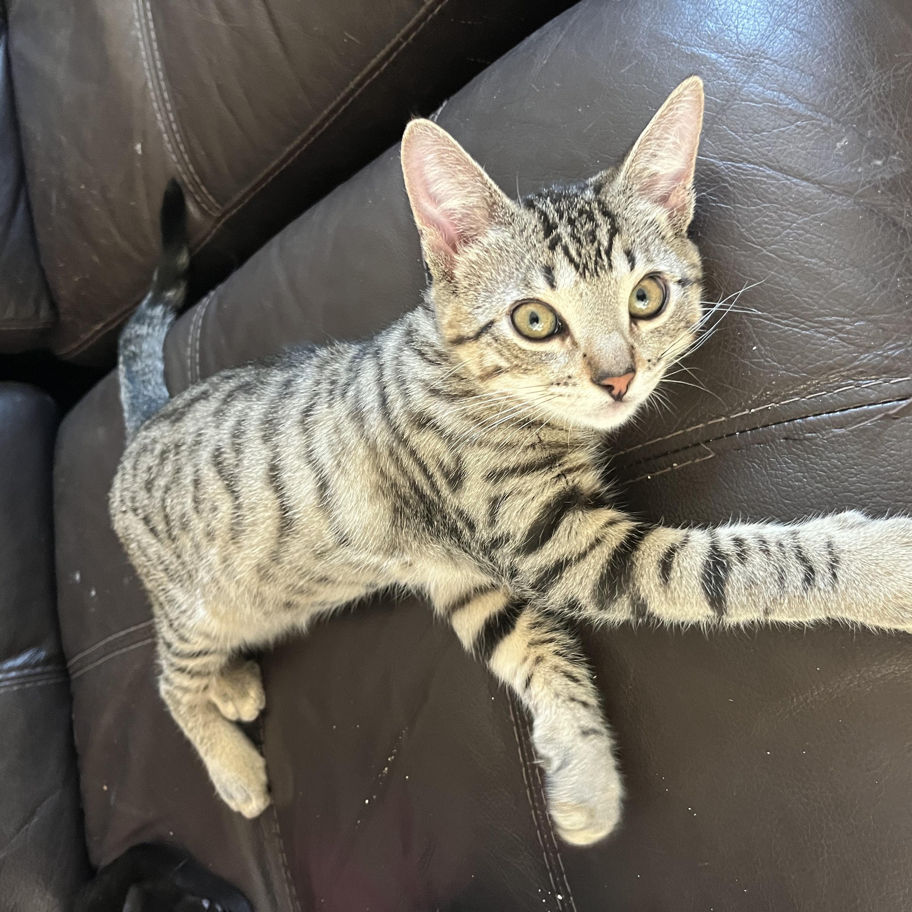 Scott, a Adoptable Domestic Short Hair in Hollister, CA image 1/5