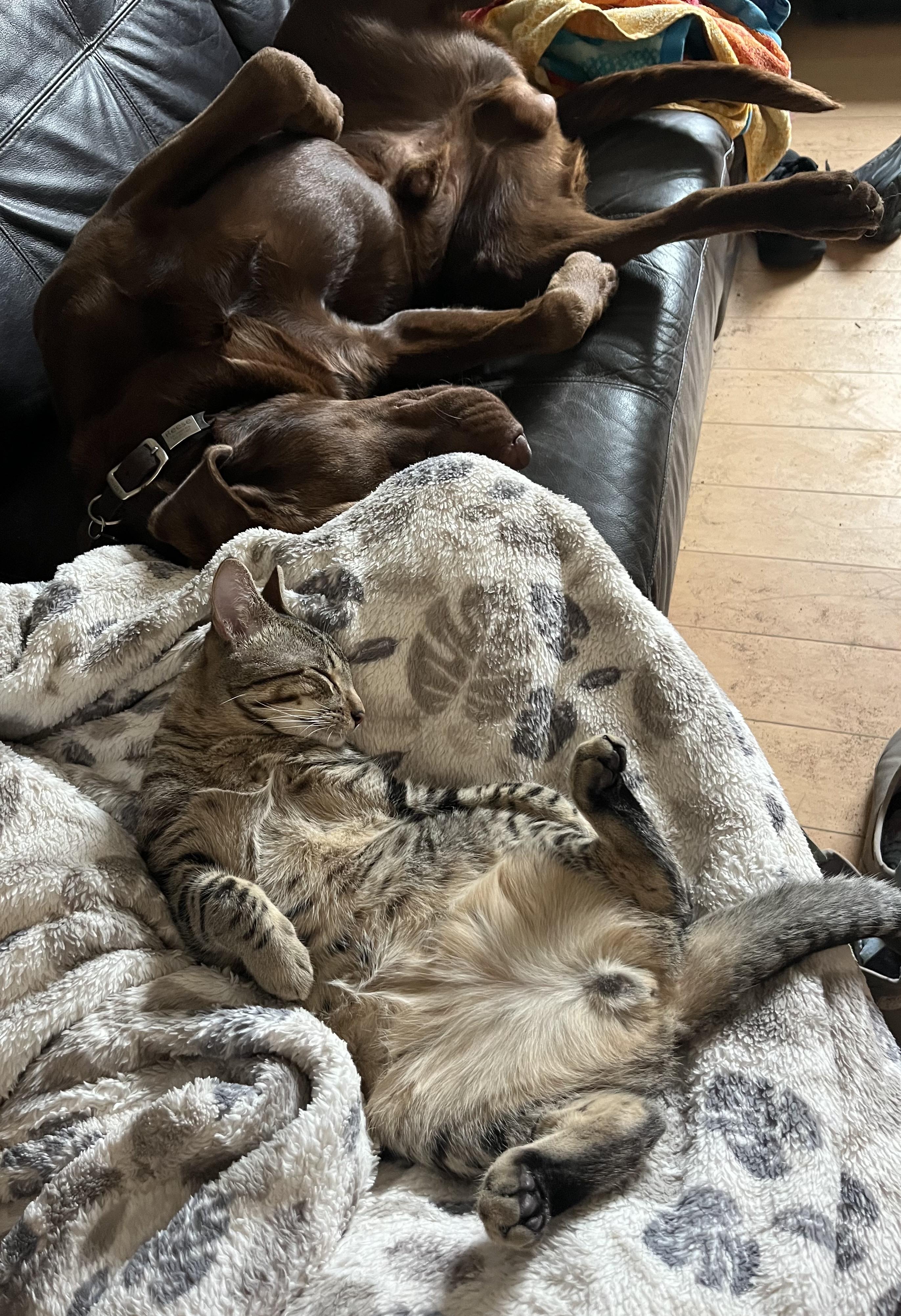 Scott, a Adoptable Domestic Short Hair in Hollister, CA image 2/5