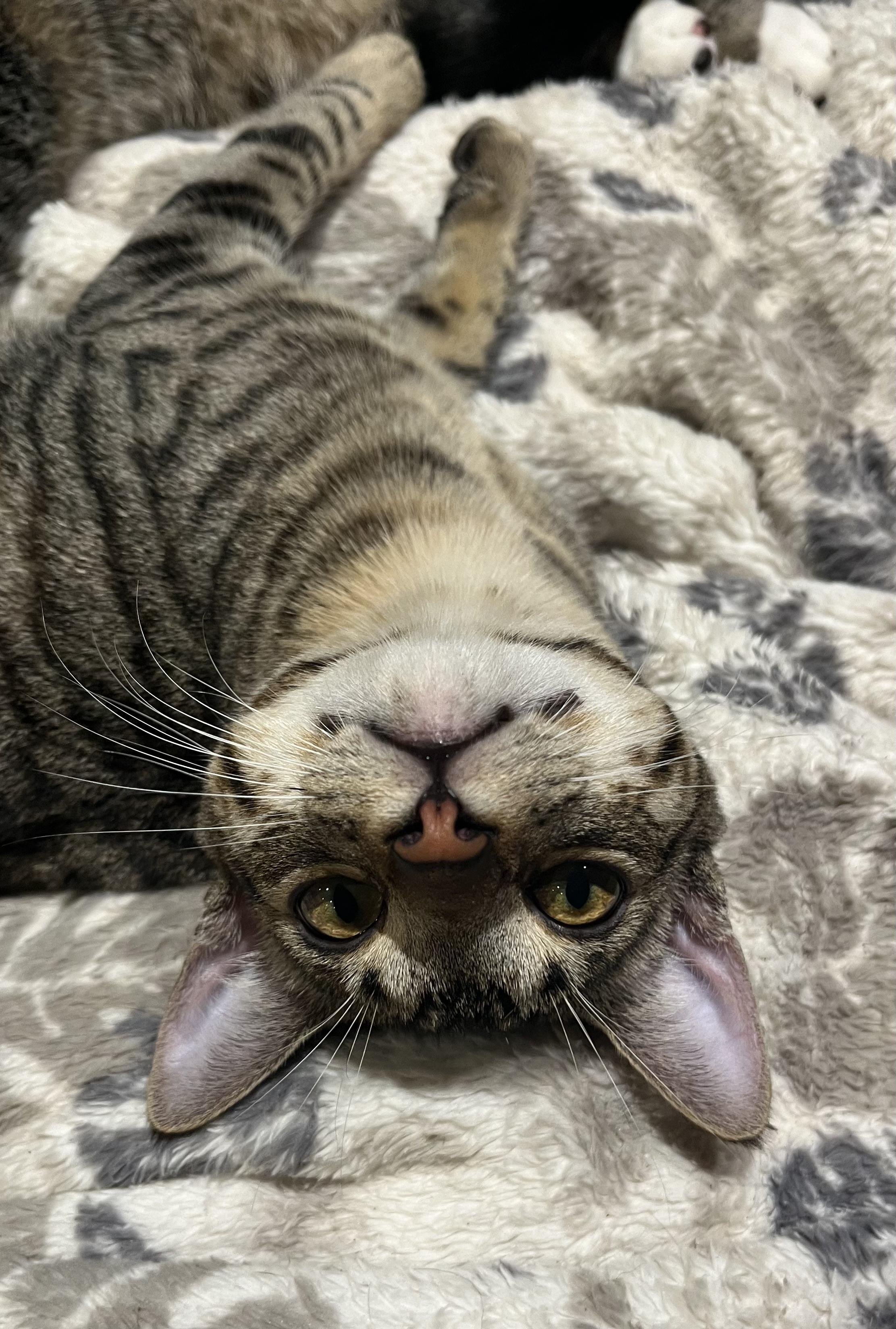 Scott, a Adoptable Domestic Short Hair in Hollister, CA image 3/5