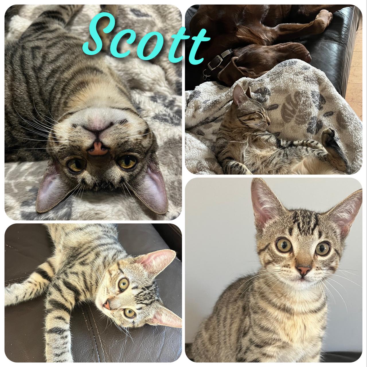 Scott, a Adoptable Domestic Short Hair in Hollister, CA image 4/5