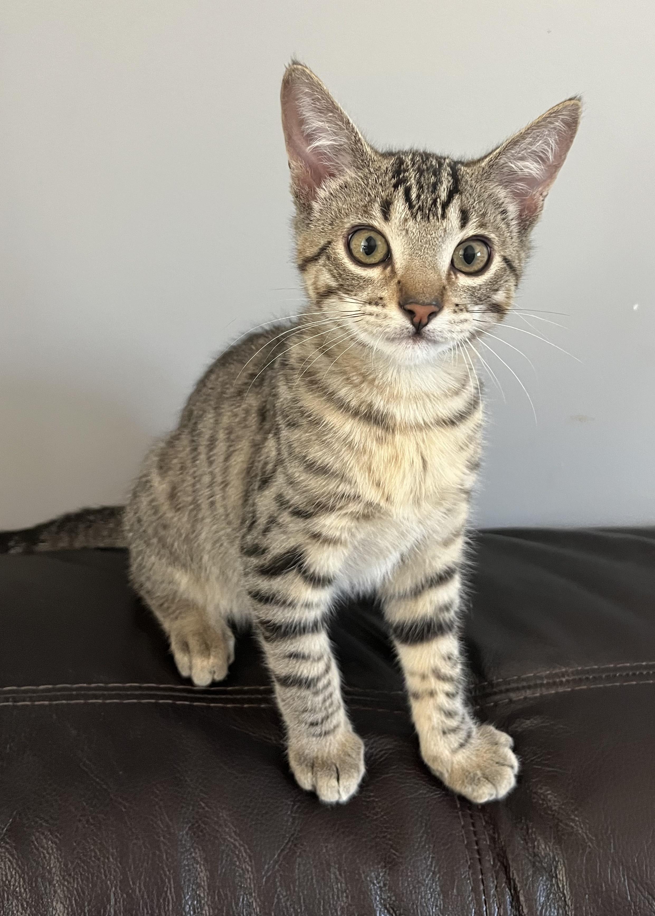 Scott, a Adoptable Domestic Short Hair in Hollister, CA image 5/5