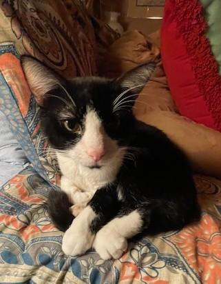 Enlarge Simon Sylvester, a Adoptable mixed breed in Baltimore, MD image 1/2