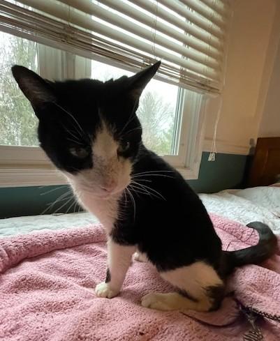 Enlarge Simon Sylvester, a Adoptable mixed breed in Baltimore, MD image 2/2