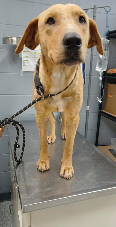 Enlarge Henry, a Adoptable mixed breed in Livingston, LA image 1/3