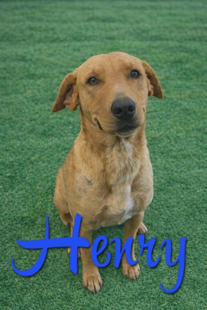 Enlarge Henry, a Adoptable mixed breed in Livingston, LA image 3/3