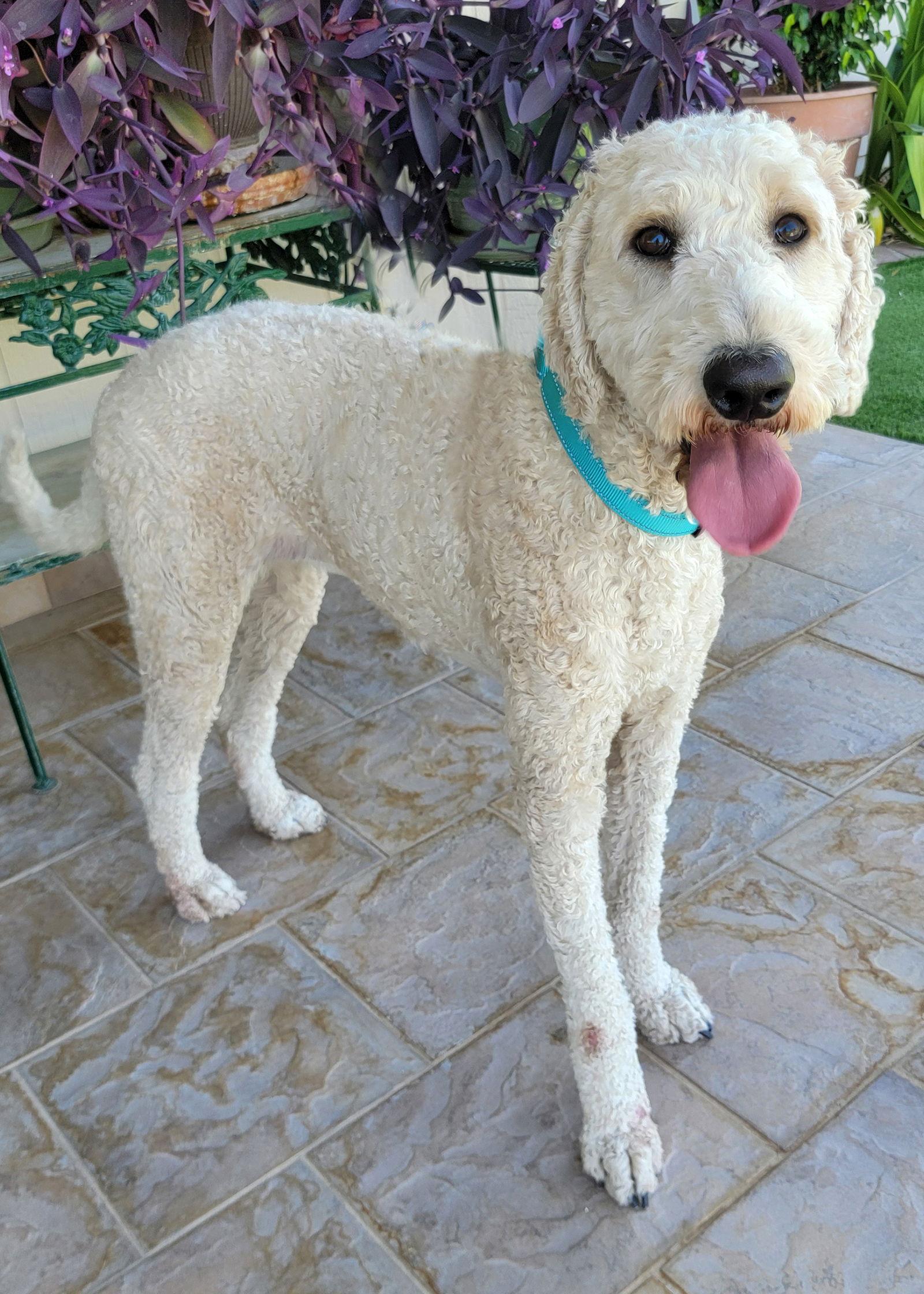 Enlarge Miley, a Adoptable mixed breed in Glendale, AZ image 1/3