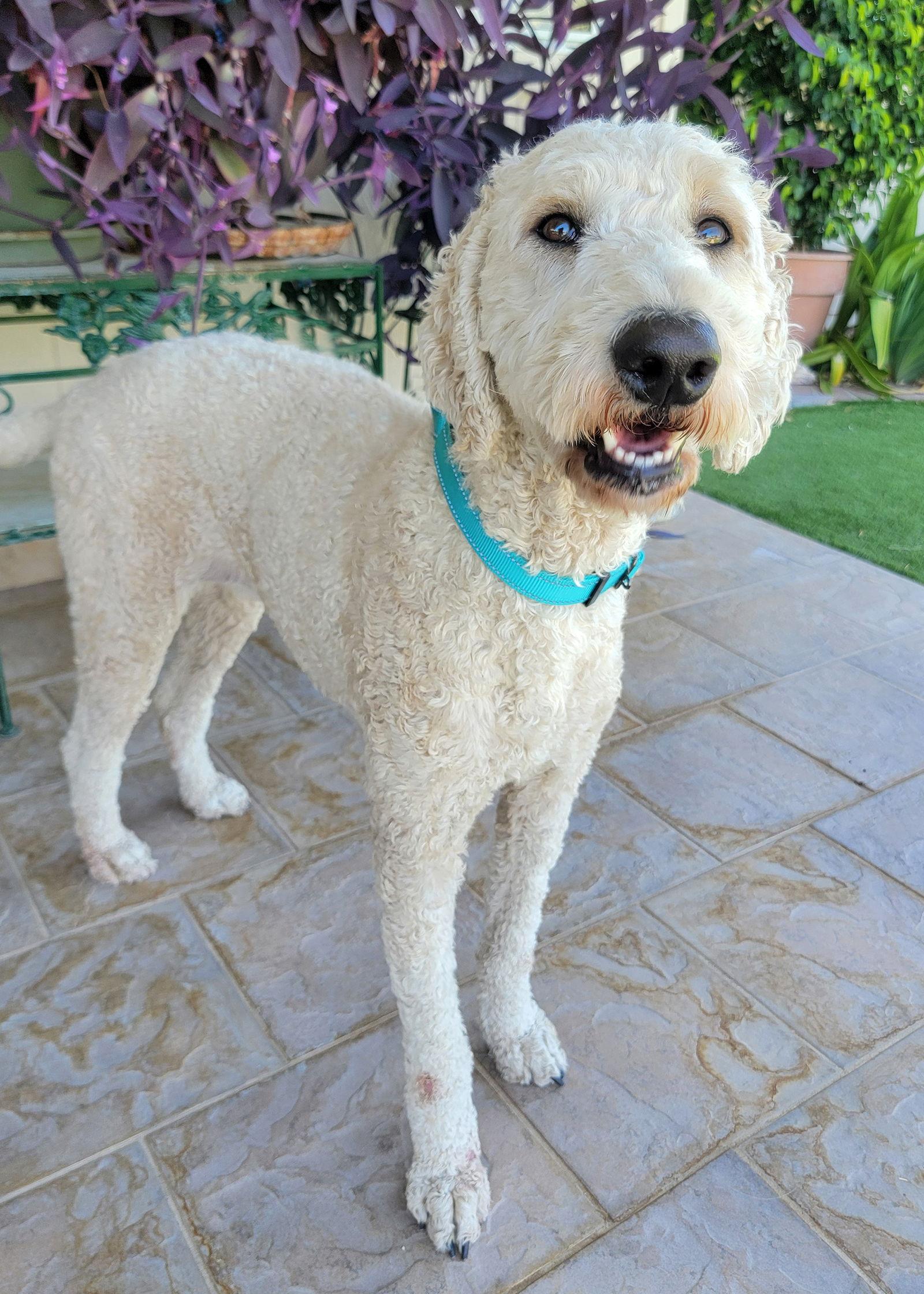 Enlarge Miley, a Adoptable mixed breed in Glendale, AZ image 2/3