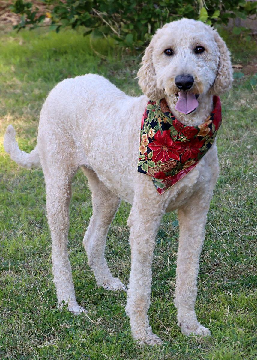 Enlarge Miley, a Adoptable mixed breed in Glendale, AZ image 1/3