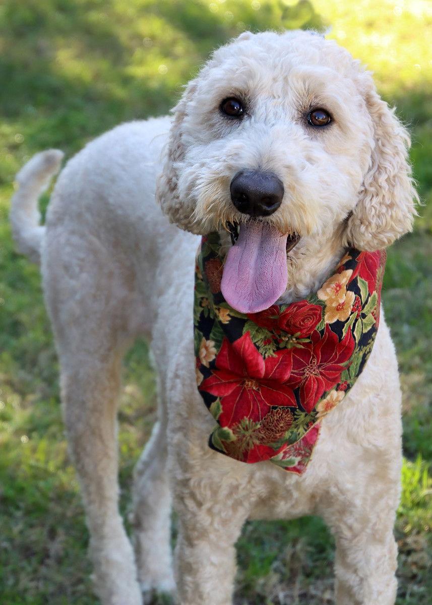 Enlarge Miley, a Adoptable mixed breed in Glendale, AZ image 2/3