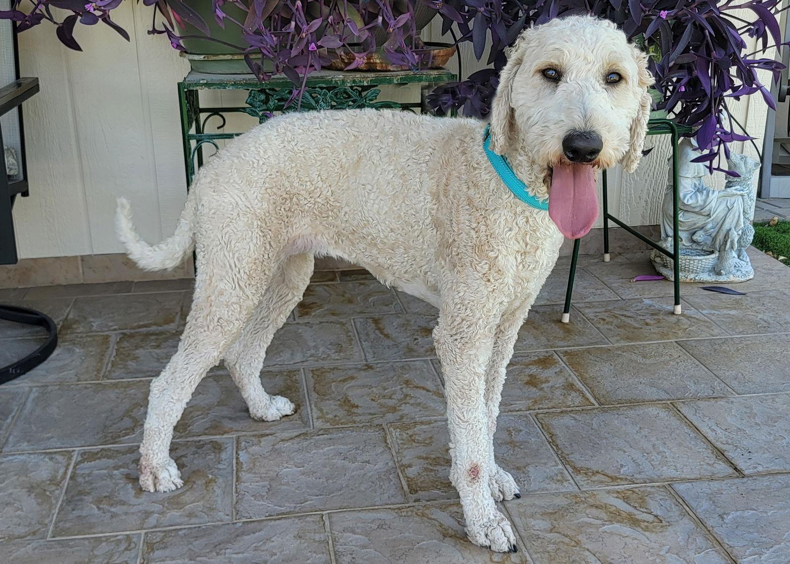 Enlarge Miley, a Adoptable mixed breed in Glendale, AZ image 3/3