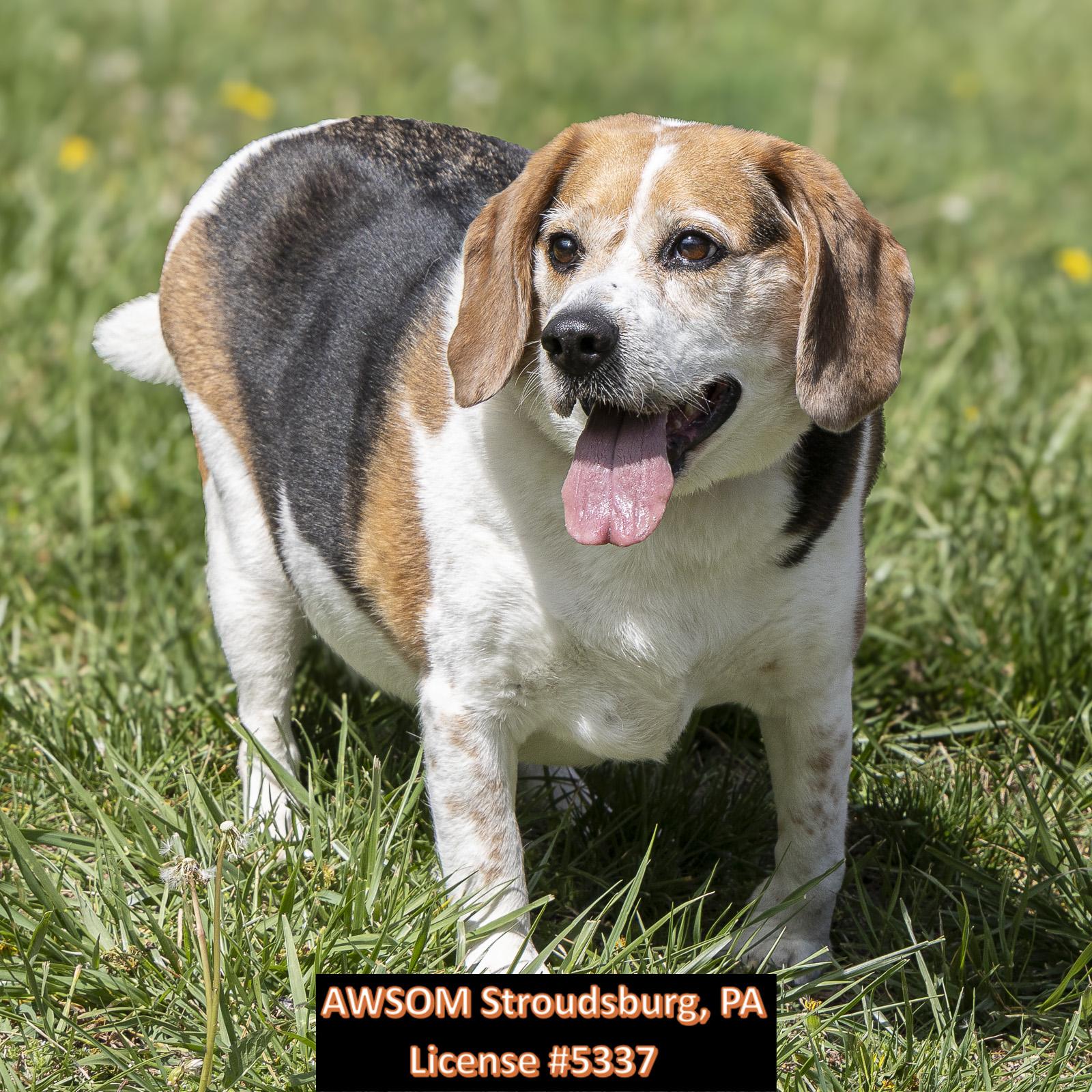 Enlarge Louis, a ADOPTABLE mixed breed in Stroudsburg, PA image 2/2