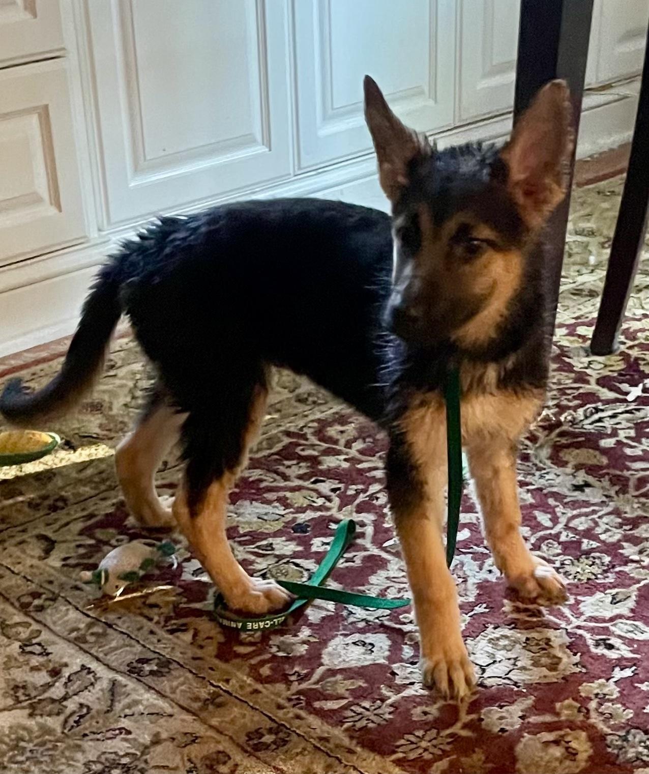 POPPY, a Adoptable mixed breed in Sunset Beach , CA image 3/4