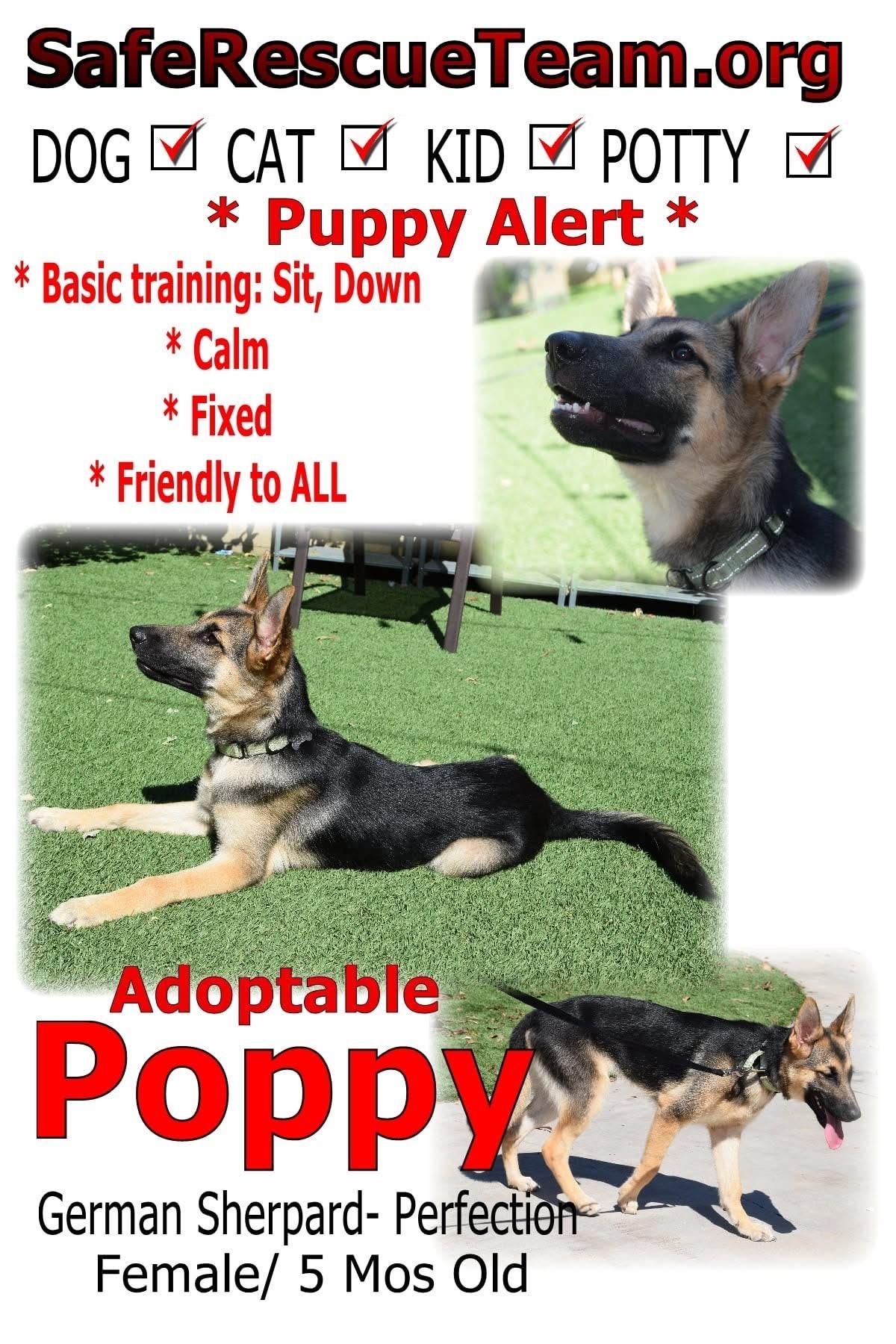 POPPY, a Adoptable mixed breed in Sunset Beach , CA image 1/4